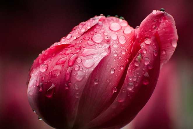 tulip-rain-fly-petals